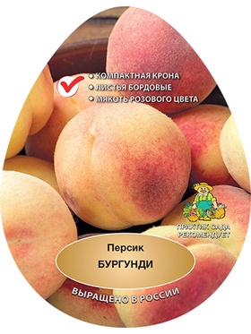 Персик Бургунди 1