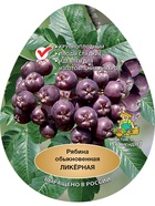 Рябина Ликерная 1  (артикул 10995721)  большой выбор товаров оптом и в розницу по низким ценам с доставкой
