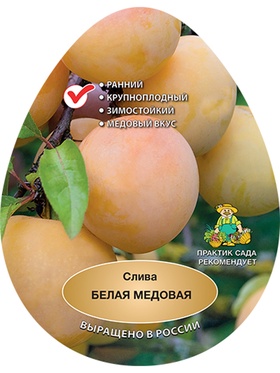 Слива Белая медовая 1