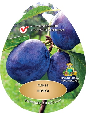 Слива Ночка 1