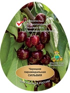 Черешня пирамидальная (колонновидная) Сильвия 1  (артикул 10995762)  большой выбор товаров оптом и в розницу по низким ценам с доставкой