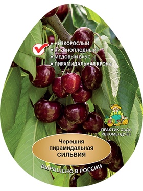 Черешня пирамидальная (колонновидная) Сильвия 1