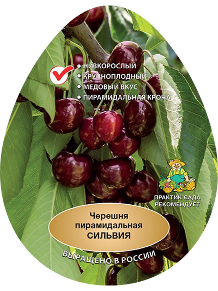 Черешня пирамидальная (колонновидная) Сильвия 1