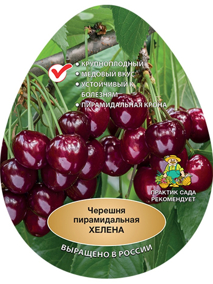 Черешня пирамидальная (колонновидная) Хелена 1, Весна 2026,