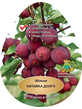 Яблоня (подвой 54-118, полукарликовый) Китайка Долго 1