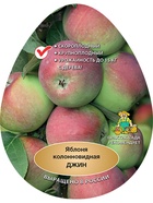 Яблоня колонновидная (подвой 54-118, полукарликовый) Джин 1  (артикул 10995793)  большой выбор товаров оптом и в розницу по низким ценам с доставкой