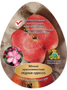Яблоня красномякотная (подвой 54-118, полукарликовый) Редлав Одиссо 1