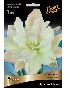 Амариллис махровый Арктик Нимф * Разбор 24/26, 1 шт.