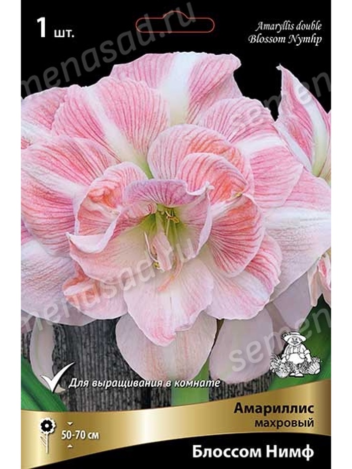 Амариллис махровый Блоссом Нимф * Разбор 26/28, 1 шт. - Фото 1
