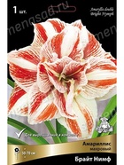 Амариллис махровый Брайт Нимф * Разбор 24/26, 1 шт.  (артикул 10995841)  большой выбор товаров оптом и в розницу по низким ценам с доставкой