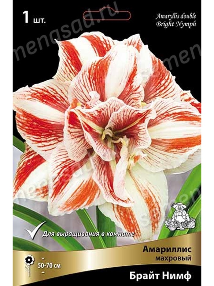 Амариллис махровый Брайт Нимф * Разбор 24/26, 1 шт. - Фото 1