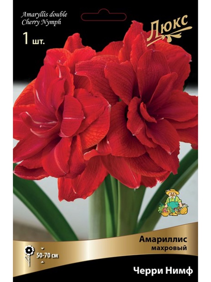 Амариллис махровый Черри Нимф * Разбор 24/26, 1 шт.