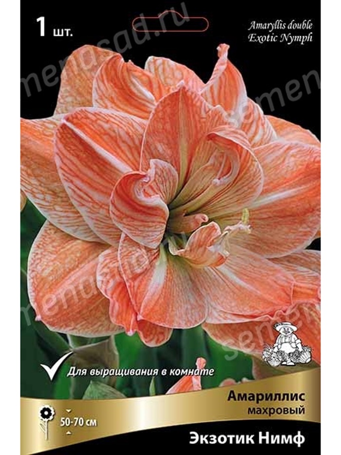 Амариллис махровый Экзотик Нимф * Разбор 22/24, 1 шт. - Фото 1