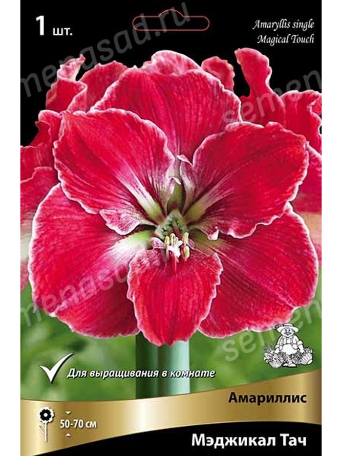 Амариллис простой Мэджикал Тач Разбор 24/26, 1 шт. - Фото 1