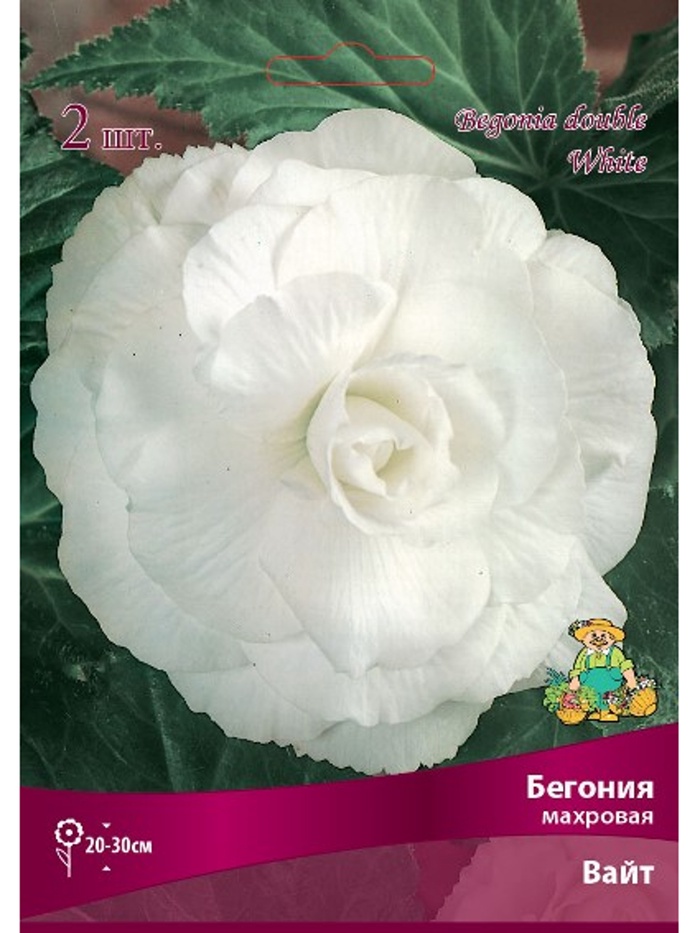 Бегония махровая Вайт Разбор 4/5., 2 шт. - Фото 1