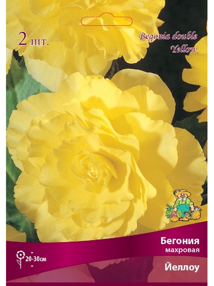 Бегония махровая Йеллоу Разбор 4/5., 2 шт.