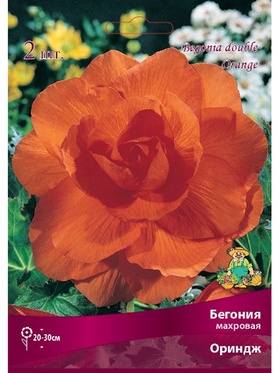 Бегония махровая Ориндж Разбор 4/5., 2 шт.