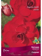 Бегония махровая Скарлет Разбор 4/5., 2 шт.  (артикул 10995873)  большой выбор товаров оптом и в розницу по низким ценам с доставкой