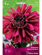 Георгина анемоновидная Пёпл Хейз Разбор I, 1 шт.  (артикул 10995876)  большой выбор товаров оптом и в розницу по низким ценам с доставкой