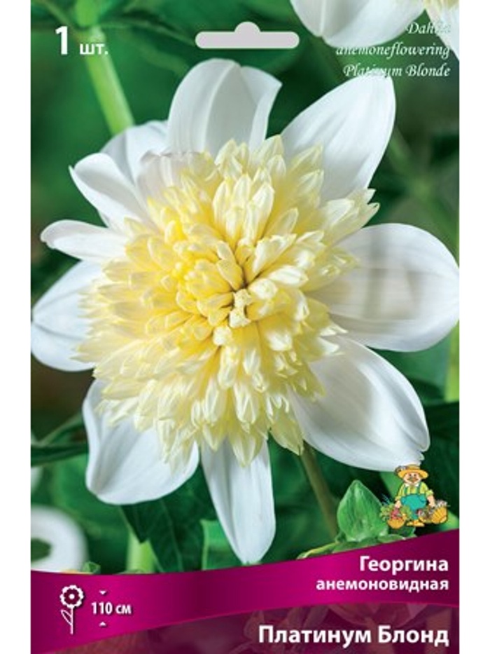 Георгина анемоновидная Платинум Блонд Разбор I, 1 шт. - Фото 1