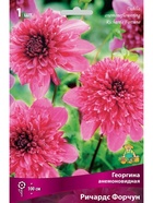 Георгина анемоновидная Ричардс Форчун Разбор I, 1 шт.  (артикул 10995878)  большой выбор товаров оптом и в розницу по низким ценам с доставкой