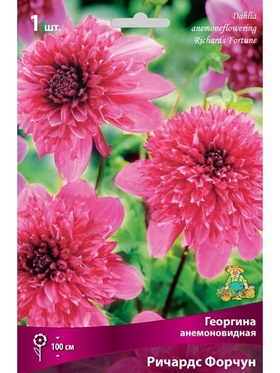 Георгина анемоновидная Ричардс Форчун Разбор I, 1 шт.