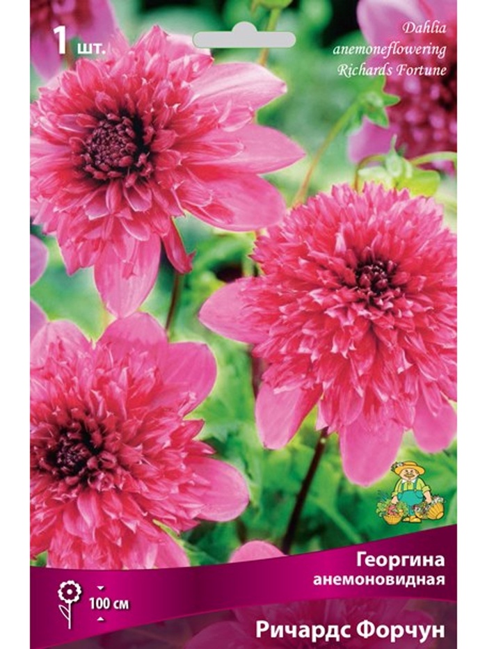 Георгина анемоновидная Ричардс Форчун Разбор I, 1 шт. - Фото 1