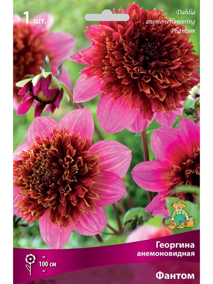 Георгина анемоновидная Фантом Разбор I, 1 шт. - Фото 1