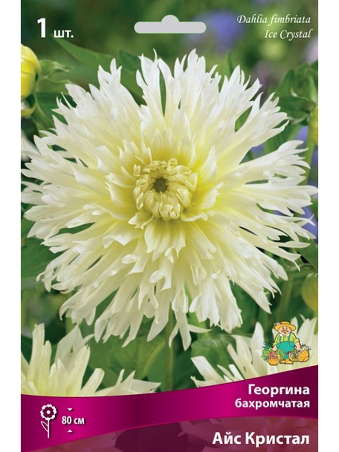 Георгина бахромчатая Айс Кристал Разбор I, 1 шт.