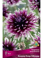 Георгина бахромчатая Алауна Клер-Обскюр Разбор I, 1 шт.  (артикул 10995882)  большой выбор товаров оптом и в розницу по низким ценам с доставкой