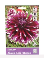 Георгина бахромчатая «Алауна Клер Обскюр» 1 шт., «ПОИСК» - Фото 2