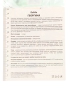 Георгина бахромчатая «Алауна Клер Обскюр» 1 шт., «ПОИСК» - Фото 4