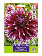 Георгина бахромчатая «Алауна Клер Обскюр» 1 шт., «ПОИСК» - Фото 5
