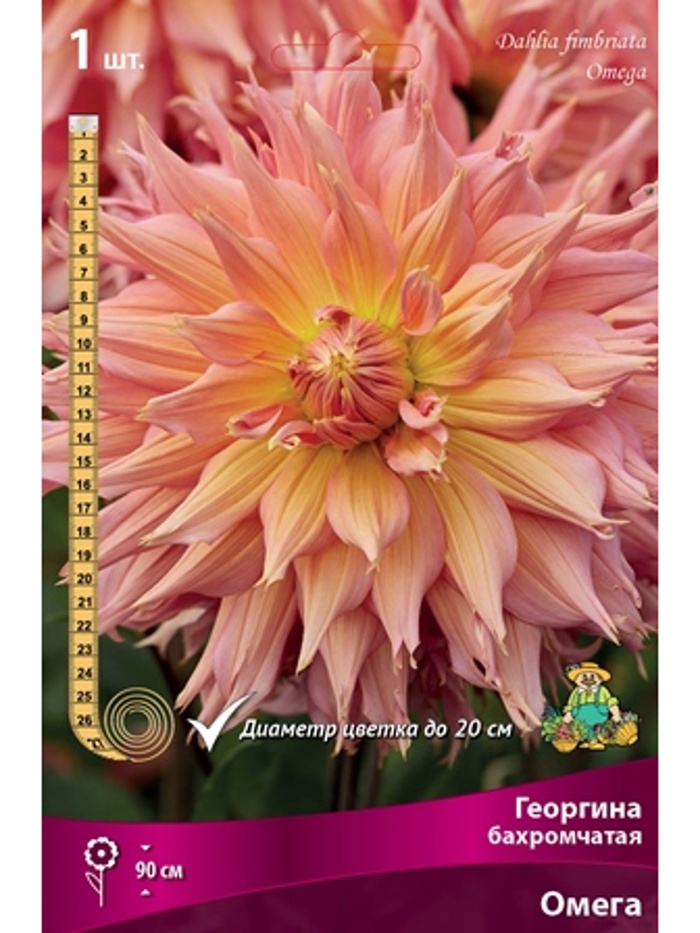 Георгина бахромчатая Омега Разбор I, 1 шт. - Фото 1