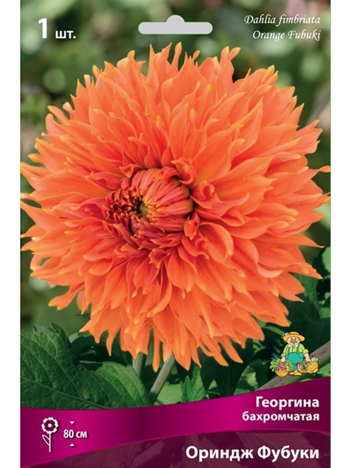 Георгина бахромчатая Ориндж Фубуки Разбор I, 1 шт. - Фото 1