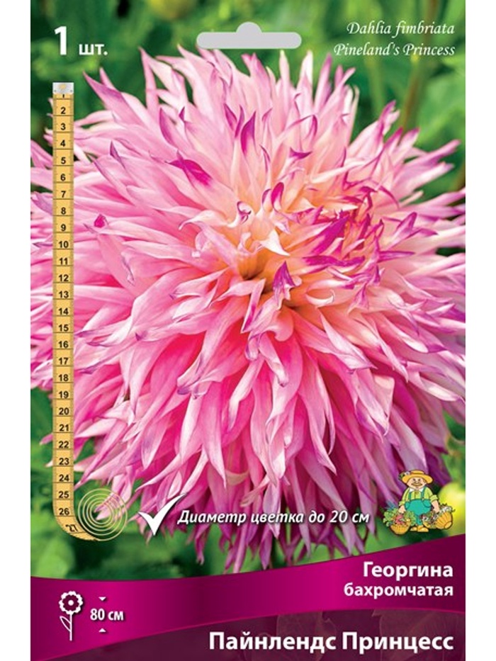Георгина бахромчатая Пайнлендс Принцесс Разбор I, 1 шт. - Фото 1