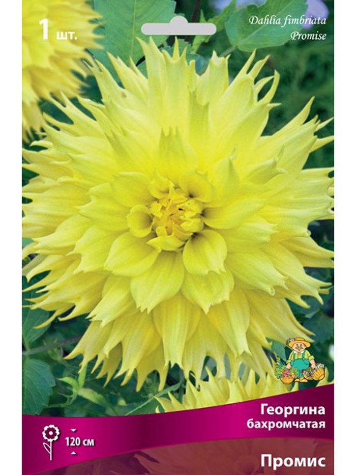Георгина бахромчатая Промис Разбор I, 1 шт. - Фото 1