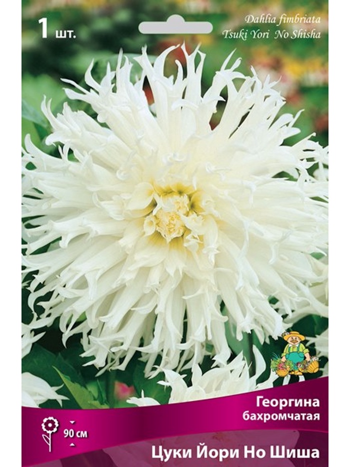 Георгина бахромчатая Цуки Йори Но Шиша Разбор I, 1 шт. - Фото 1