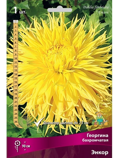 Георгина бахромчатая Энкор Разбор I, 1 шт.