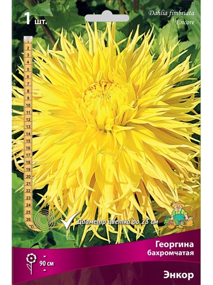 Георгина бахромчатая Энкор Разбор I, 1 шт.