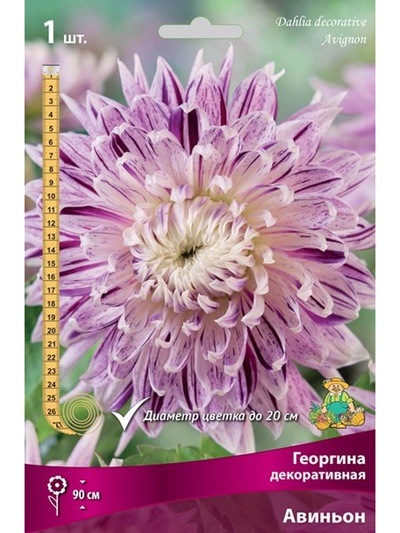 Георгина декоративная Авиньон Разбор I, 1 шт.