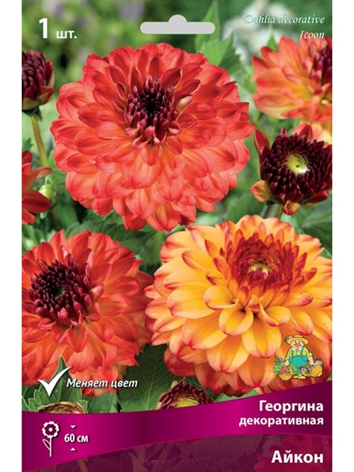 Георгина декоративная Айкон Разбор I, 1 шт. - Фото 1