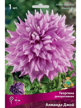 Георгина декоративная Алмандз Джой Разбор I, 1 шт.