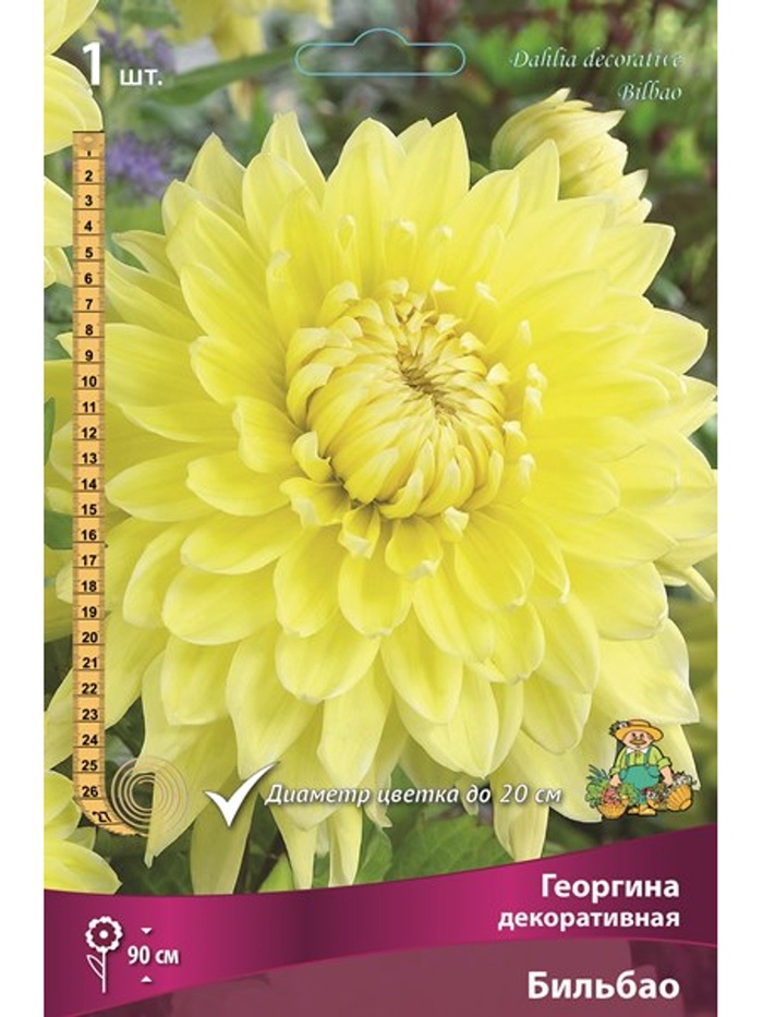 Георгина декоративная Бильбао Разбор I, 1 шт.