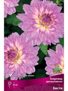 Георгина декоративная Бисти Разбор I, 1 шт.  (артикул 10995898)  большой выбор товаров оптом и в розницу по низким ценам с доставкой