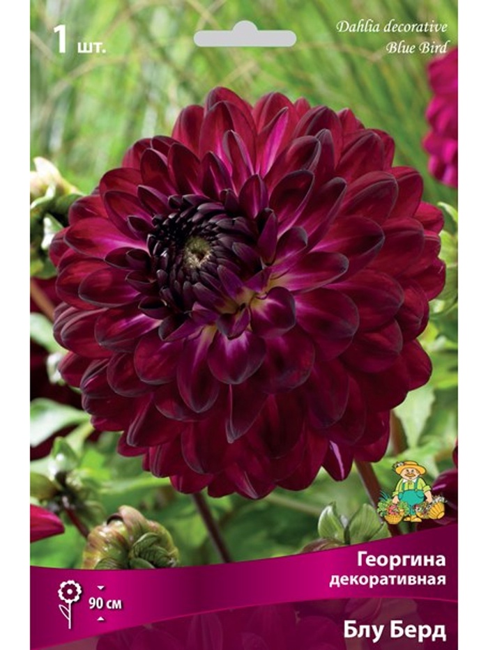 Георгина декоративная «Блу Берд», Разбор I, 1 шт. - Фото 1