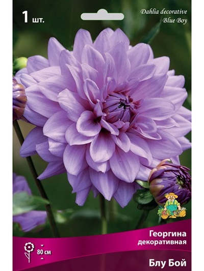 Георгина декоративная «Блу Бой», Разбор I, 1 шт.