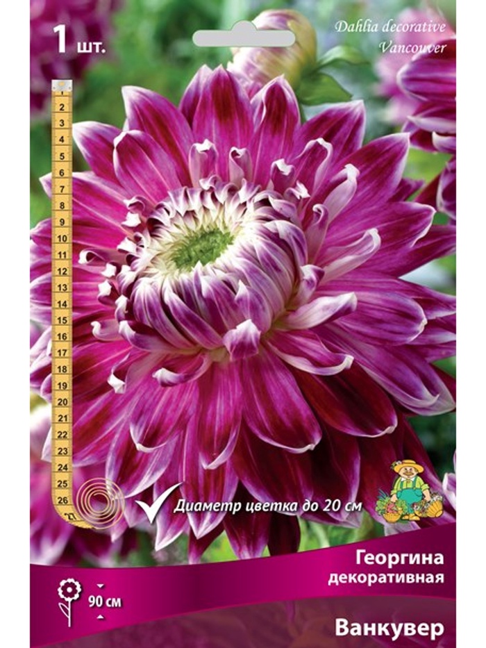 Георгина декоративная «Ванкувер», Разбор I, 1 шт. - Фото 1