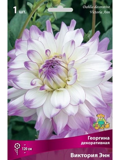 Георгина декоративная «Виктория Энн», Разбор I, 1 шт.