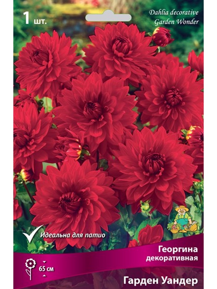Георгина декоративная Гарден Уандер Разбор I, 1 шт.